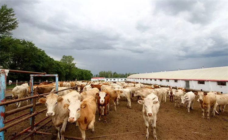 兽药影响药物的效应常见的成分